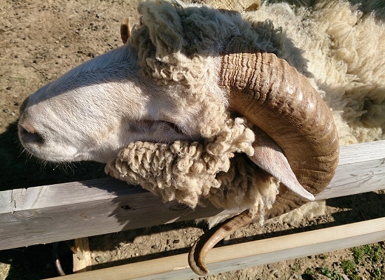 山田養蜂場みつばち農園の羊