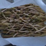 山の幸を食べ尽くす!つくし・タラの芽・こしあぶらをタダでゲット♪