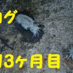 ブログ開始1年と1ヶ月目~書いても書いても伸びないどころか下がる日々
