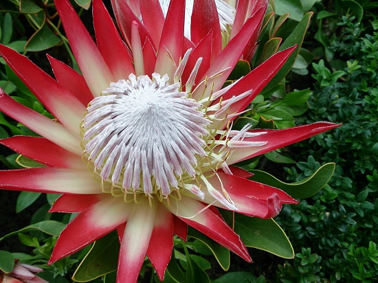 ガーデンズバイザベイのフラワードーム（Flower Dome）の花