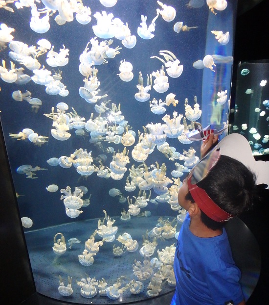 シーアクアリウム（シンガポール）水族館のクラゲの水槽