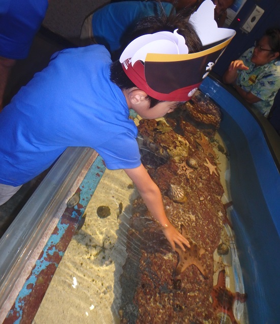シーアクアリウム（シンガポール）水族館の触れ合える水槽