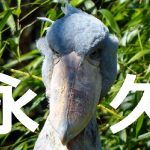 永久脱毛って怖い?~私の脱毛体験談(画像あり)