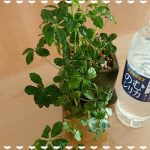 本当の天然水「霧島のむシリカ」を飲んでみた【体験談】