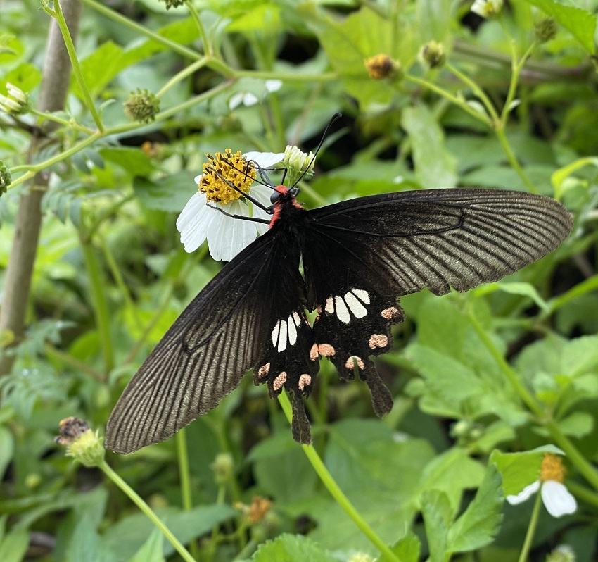 しっぽがある蝶々（ナガサキアゲハ）