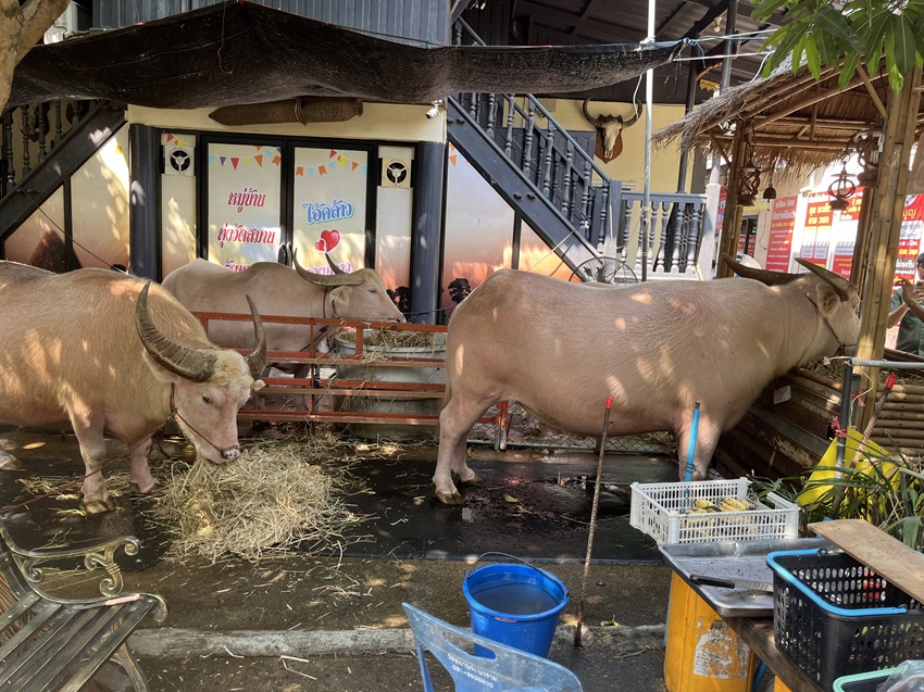 ワットサマーンラッタナーラーム動物園