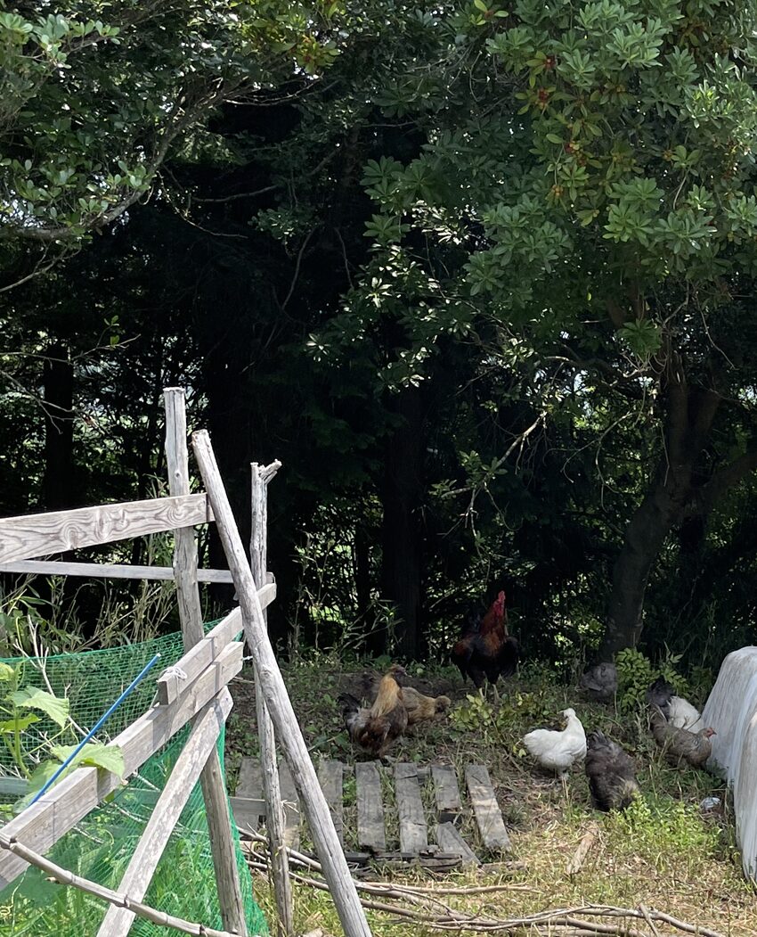 奈義町「けいこ農園」の山羊と鶏