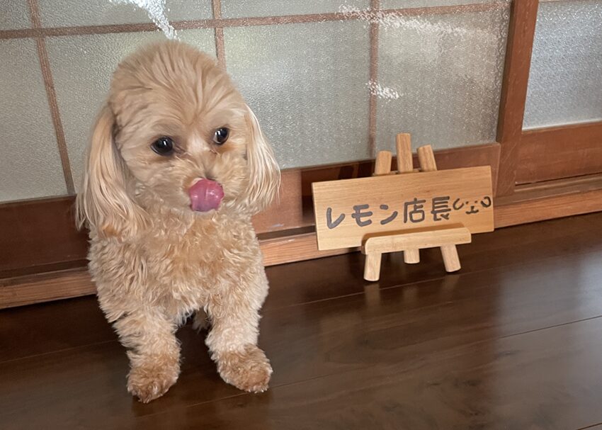 古民家cafe kiaraレモン店長