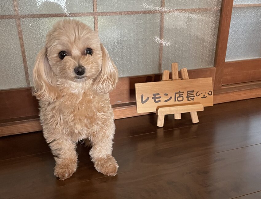 古民家cafe kiaraレモン店長
